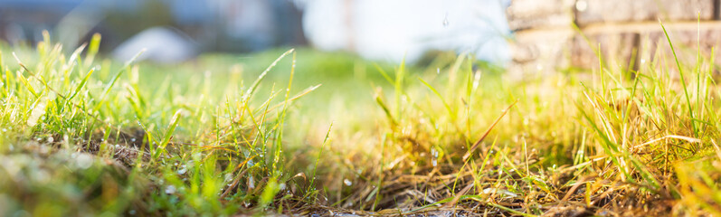 Landscape panorama of meadow with lush grass close-up with beautiful bokeh. Natural green background in nature outdoors, wide format with copy space.