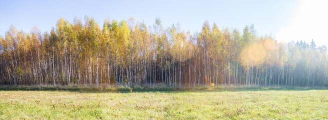 Wide panorama of colorful autumn landscape. Forest trees and meadow in warm daylight. Copy space