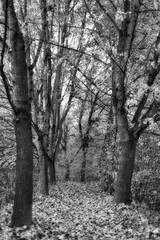 Fotografie von einem Waldweg im Herbst fotografiert mit vielen herabfallenden Blättern in schwarzweiß.