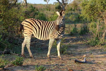 Steppenzebra / Burchell's zebra / Equus burchellii