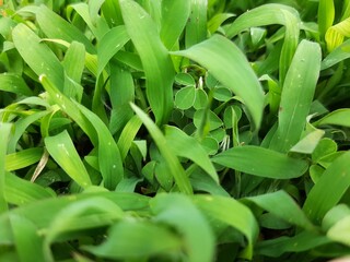 Fototapeta premium smooth green grass in the garden