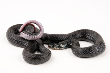 Lake Cuitzeo Garter Snake (Thamnophis eques cuitzeoensis)