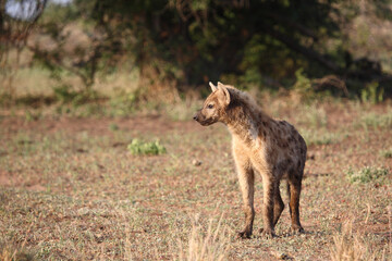 Tüpfelhyäne / Spotted hyaena / Crocuta crocuta..