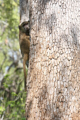 Bärenpavian / Chacma baboon / Papio ursinus......