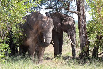 Fototapeta premium Afrikanischer Elefant / African elephant / Loxodonta africana