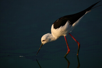 Stelzenläufer / Black-winged stilt / Himantopus himantopus