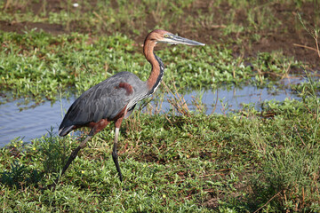 Goliathreiher / Goliath heron / Ardea goliath.