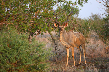Großer Kudu / Greater kudu / Tragelaphus strepsiceros