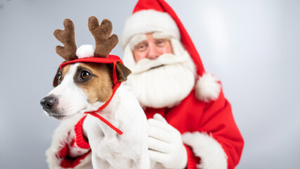 Santa claus and jack russell terrier dog dressed as a reindeer, santa's helper on a white background.