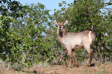 Wasserbock / Waterbuck / Kobus ellipsiprymnus