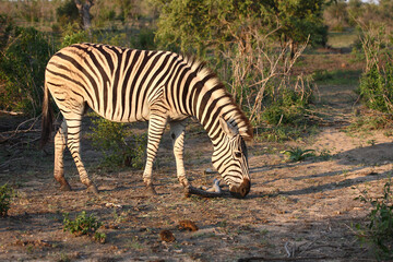 Steppenzebra / Burchell's zebra / Equus burchellii