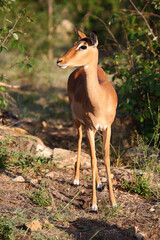 Schwarzfersenantilope / Impala / Aepyceros melampus