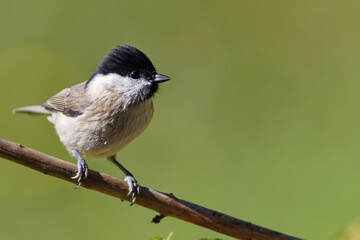 La mésange nonnette