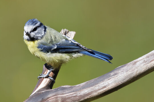 La m&eacute;sange bleue