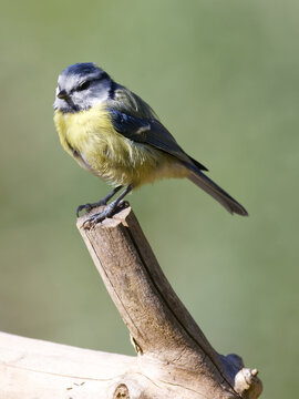 La m&eacute;sange bleue