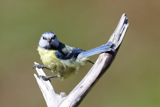 La m&eacute;sange bleue