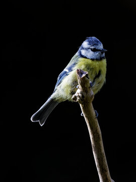 La m&eacute;sange bleue