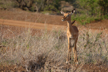 Schwarzfersenantilope und Rotschnabel-Madenhacker / Impala and Red-billed oxpecker / Aepyceros melampus et Buphagus erythrorhynchus.