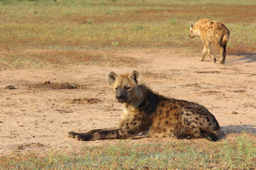 Tüpfelhyäne / Spotted hyaena / Crocuta crocuta..