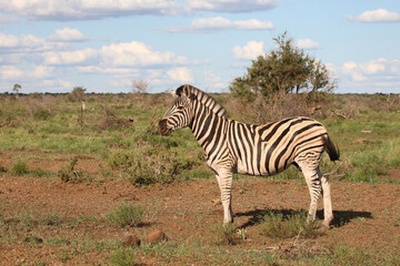 Steppenzebra / Burchell's zebra / Equus burchellii