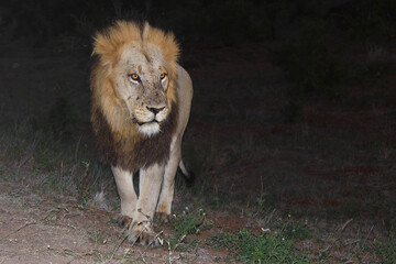 Afrikanischer Löwe / African lion / Panthera leo....