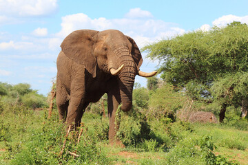 Fototapeta premium Afrikanischer Elefant / African elephant / Loxodonta africana