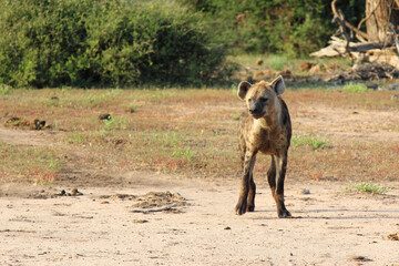 Fototapeta na wymiar Tüpfelhyäne / Spotted hyaena / Crocuta crocuta..