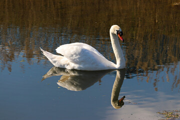 Swan swimming in the water with full reflection in the river, looking graceful
