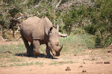 Naklejka premium Breitmaulnashorn und Rotschnabel-Madenhacker / Square-lipped rhinoceros and Red-billed oxpecker / Ceratotherium simum et Buphagus erythrorhynchus