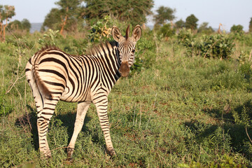 Obraz premium Steppenzebra / Burchell's zebra / Equus burchellii.