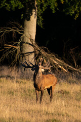 Cerf élaphe, cerf, brame, cervus elaphus