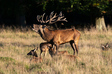 Cerf élaphe, biche, cerf, brame, cervus elaphus