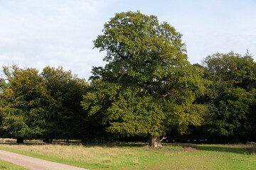 Chêne pédonculé, Quercus robur