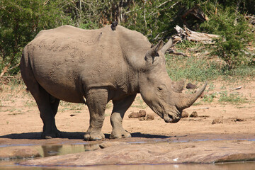 Breitmaulnashorn / Square-lipped rhinoceros / Ceratotherium Simum