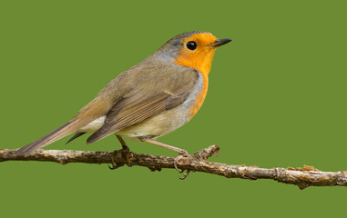 A European robin (Erithacus rubecula) perching on a twig