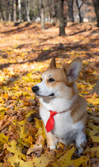 portrait of welsh corgi pembroke in the park