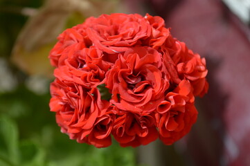 bouquet of red roses