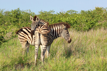 Steppenzebra / Burchell's zebra / Equus burchellii..