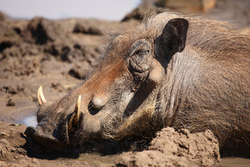 Fototapeta premium Warzenschwein / Warthog / Phacochoerus africanus