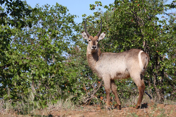 Wasserbock / Waterbuck / Kobus ellipsiprymnus