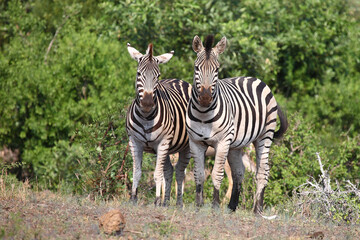 Steppenzebra / Burchell's zebra / Equus burchellii