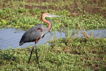 Goliathreiher / Goliath heron / Ardea goliath.