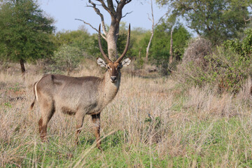 Wasserbock / Waterbuck / Kobus ellipsiprymnus