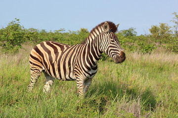 Steppenzebra / Burchell's zebra / Equus burchellii