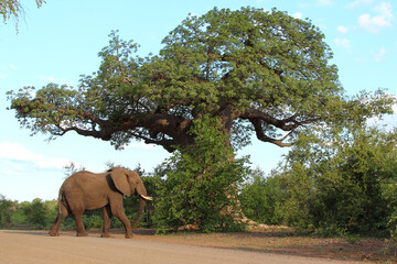 Affenbrotbaum und Elefant / Baobab and Elephant / Adansonia digitata et Loxodonta africana