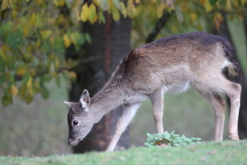 Dammwild Hirsch Rotwild