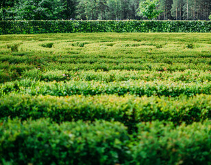 Fototapeta na wymiar Lush green bushes labyrinth in summer park, close-up.