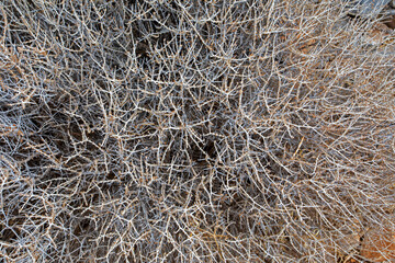abstract natural background from dry plant top view, horizontal.