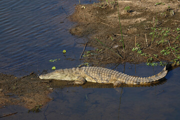 Nilkrokodil / Nile crocodile / Crocodylus niloticus