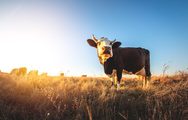 Happy single cow in the meadow during summer sunset. Grazing cows on agricultural land. Cattle eat...